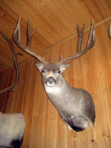 Knotty Pine Panel, T&G Decking, T&G Flooring, Log Cabin Siding